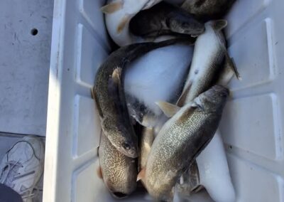 A white cooler filled with freshly caught walleye fish sitting on large blocks of ice