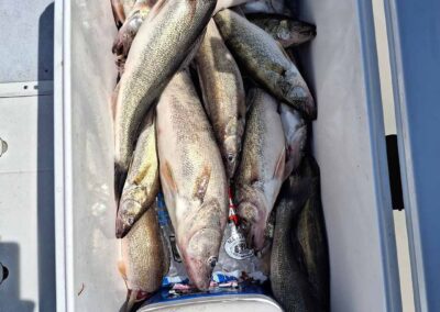 A white cooler filled to the top with freshly caught walleye fish resting on bags of ice - foxyladycharterservice.com