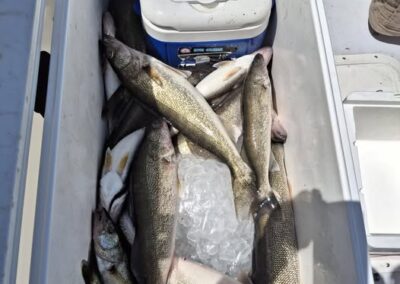 A large white cooler on a boat is filled with ice and several freshly caught walleye fish surrounding a smaller blue Igloo Ice Cube cooler